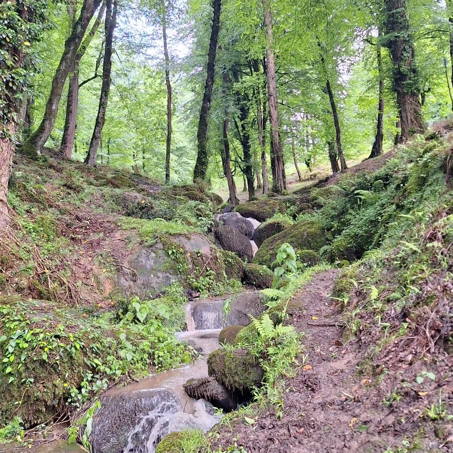 فضای سبز اطراف اقامتگاه